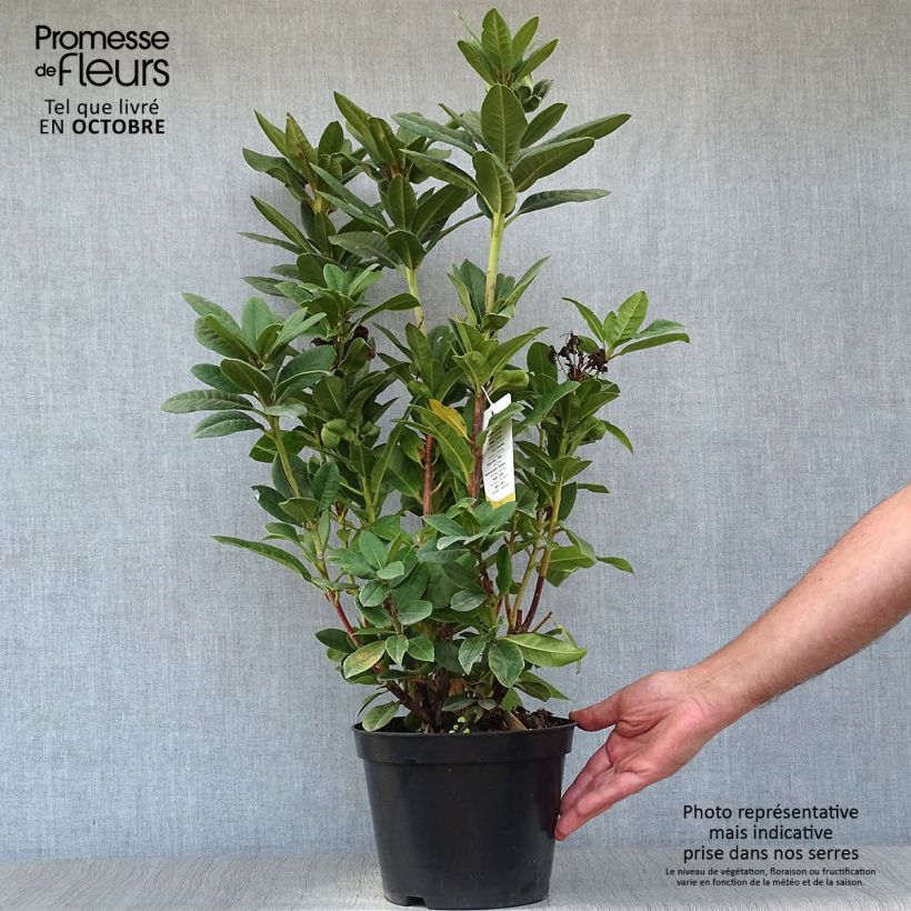 Ejemplar de Rhododendron hybride Rocket Pot de 4L/5L entregado en otoño