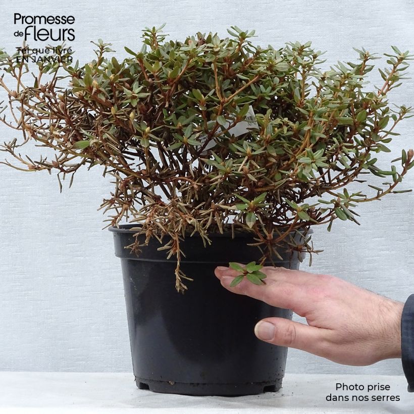 Rhododendron impeditum - Rhododendron nain Pot de 3L/4L Ejemplar entregado en invierno