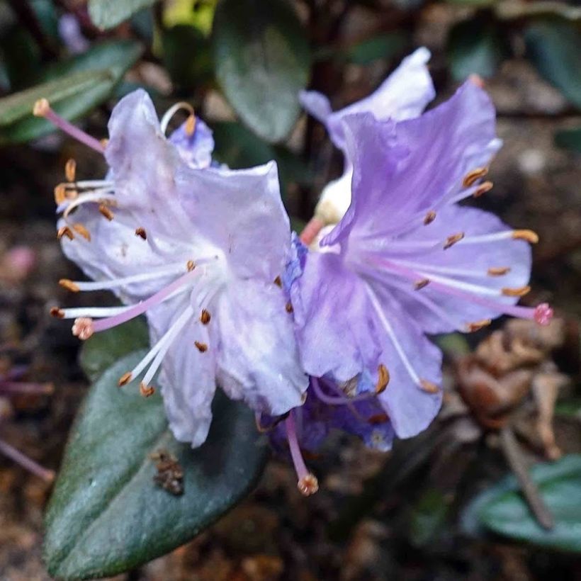 Rhododendron impeditum Ramapo (Floración)