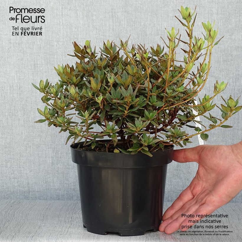 Ejemplar de Rhododendron impeditum Ramapo Pot de 2L/3L entregado en otoño