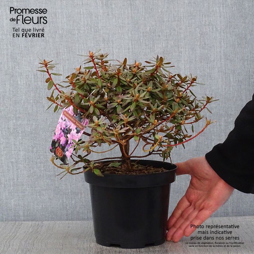 Rhododendron impeditum Ramapo Pot de 2L/3L Ejemplar entregado en invierno