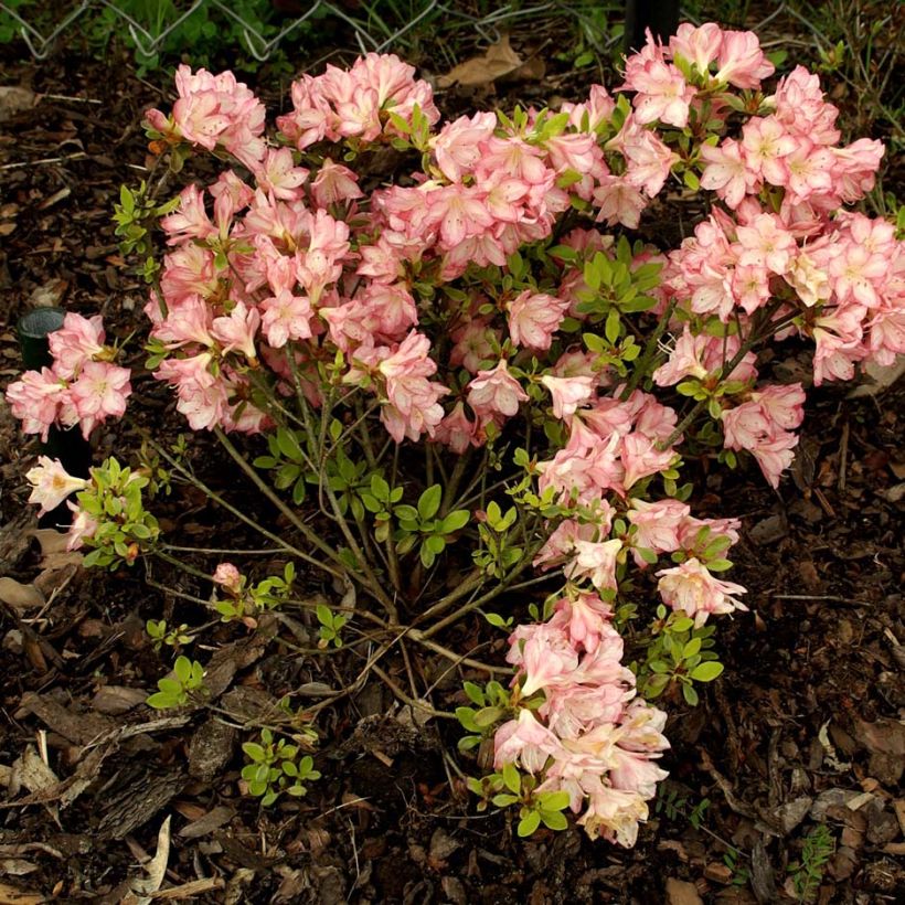 Azalea kaempferi Peggy Ann (Porte)