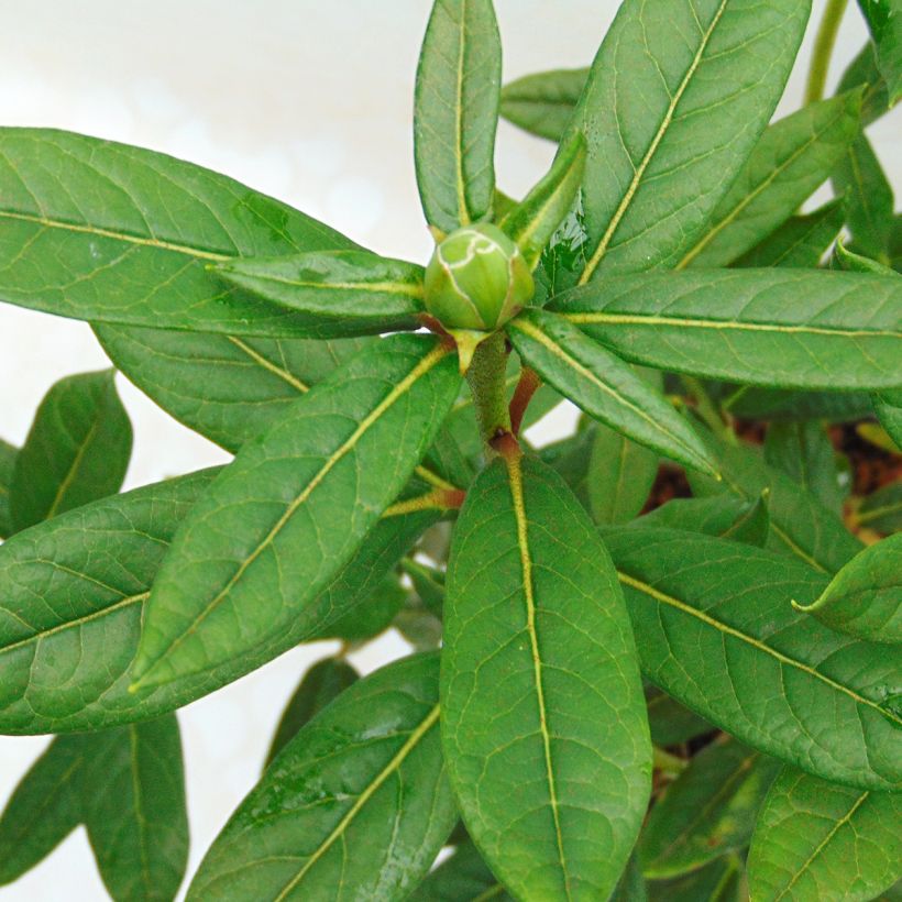 Rhododendron lindleyi (Follaje)