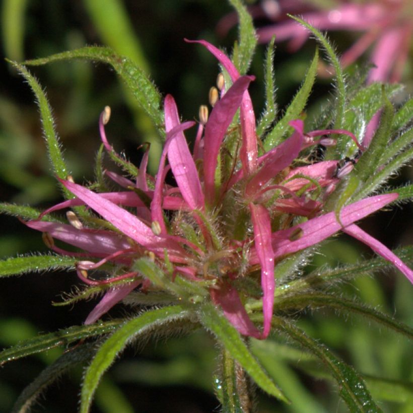 Rhododendron macrosepalum Linearifolium (Floración)