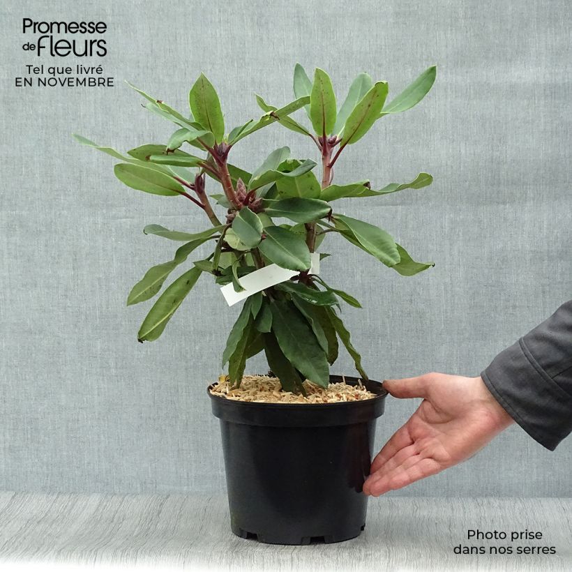 Ejemplar de Rhododendron loderi King George Pot de 4L/5L entregado en otoño