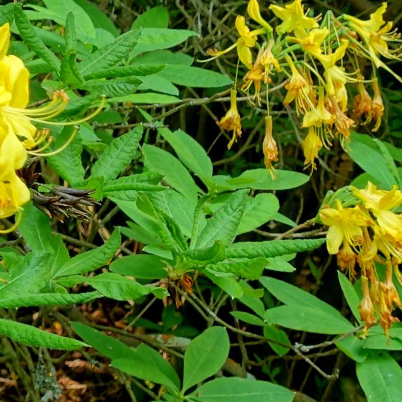 Azalea luteum (Follaje)