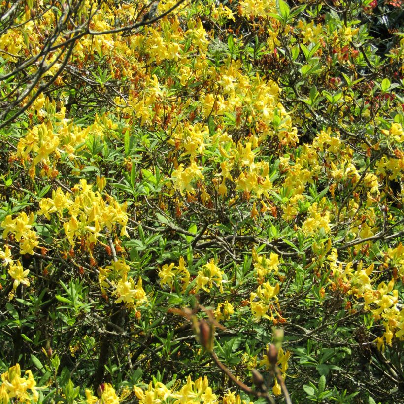 Azalea luteum (Floración)