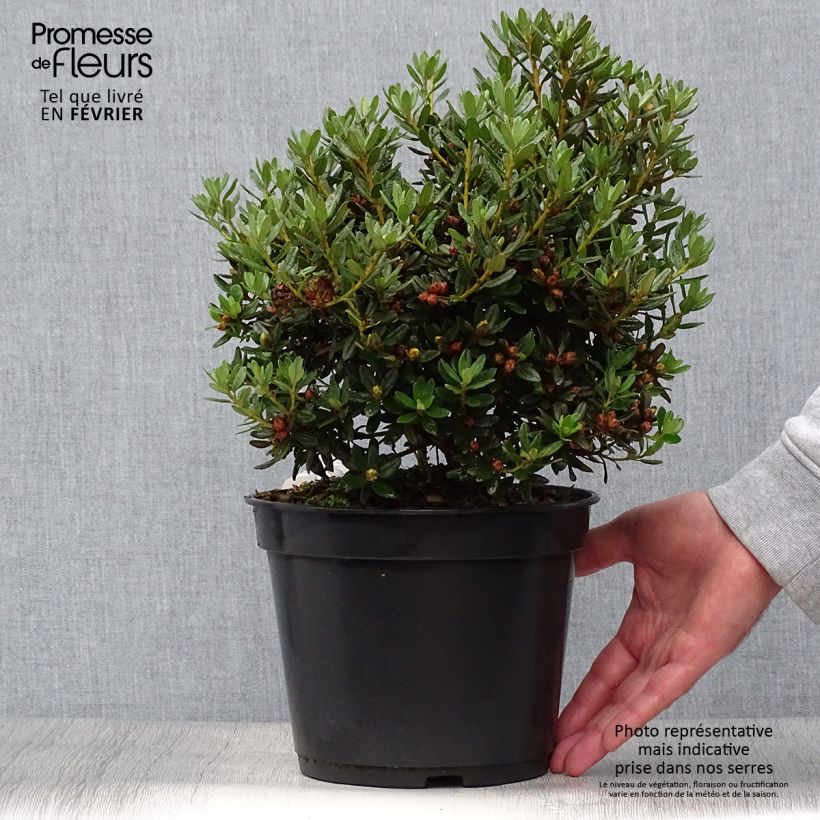 Ejemplar de Rhododendron nain Azurika Pot de 3L/4L entregado en otoño