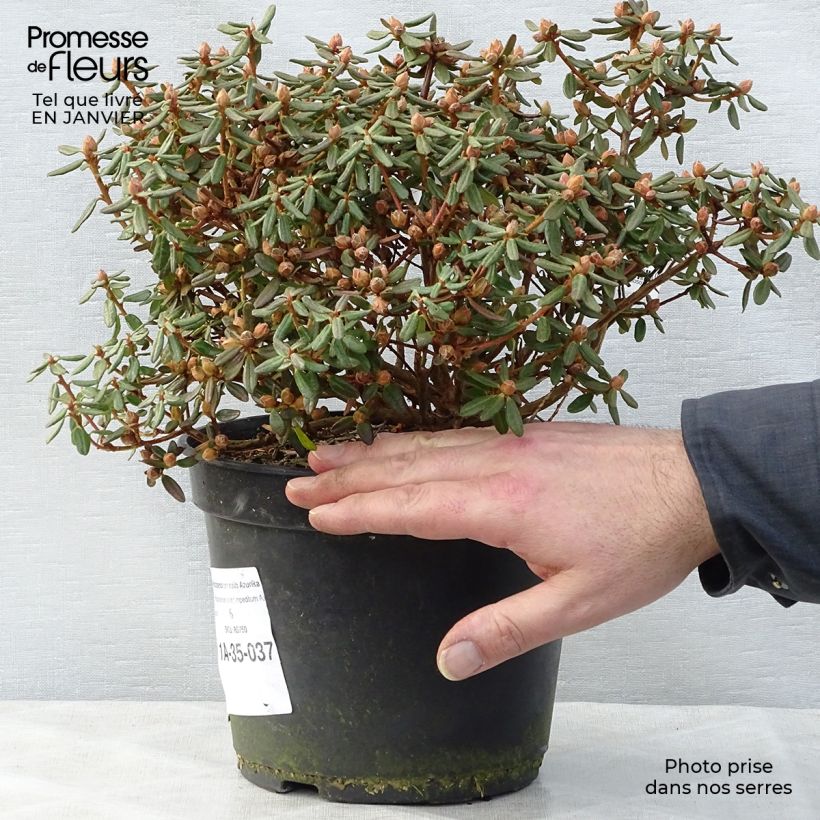 Rhododendron nain Azurika Pot de 3L/4L Ejemplar entregado en invierno