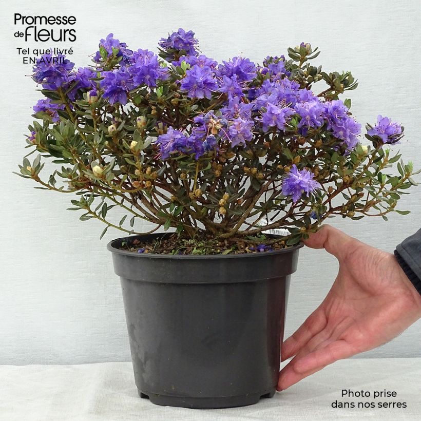 Rhododendron Azurika Maceta 3L/4LAltura de entrega aprox. 15/20cm Ejemplar entregado en la primavera