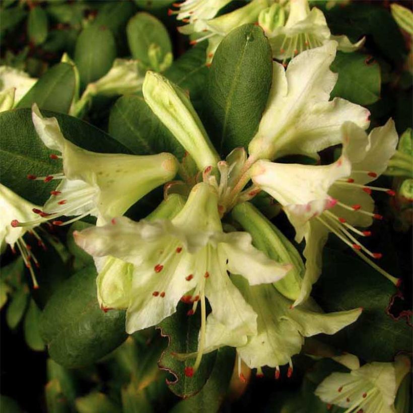 Rhododendron Shamrock (Floración)