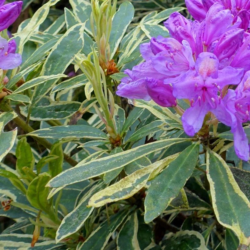 Rhododendron ponticum Variegatum (Follaje)