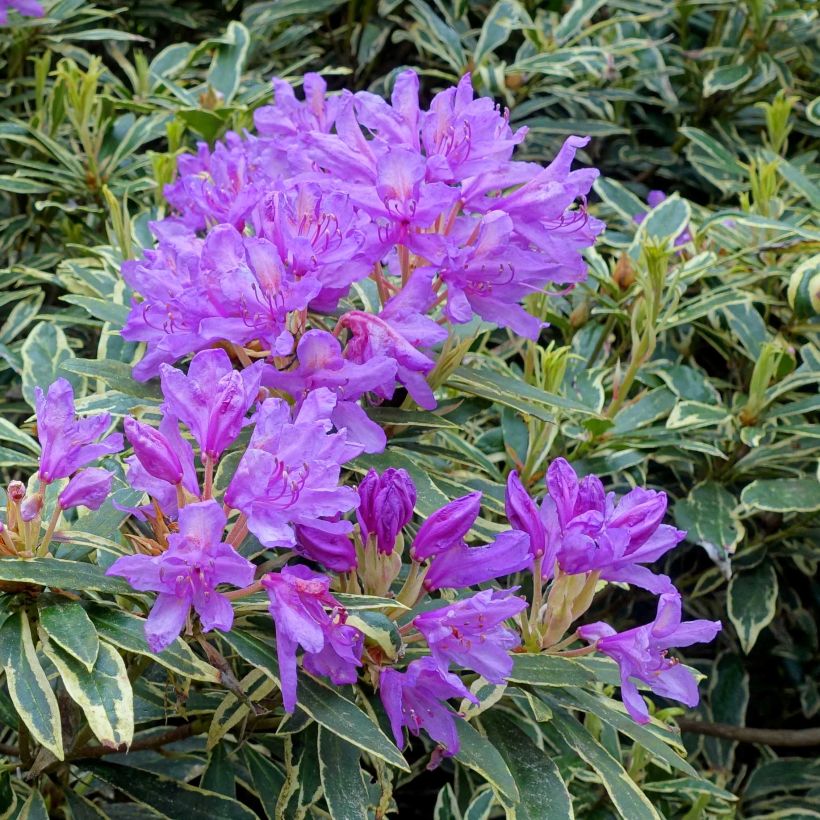 Rhododendron ponticum Variegatum (Floración)