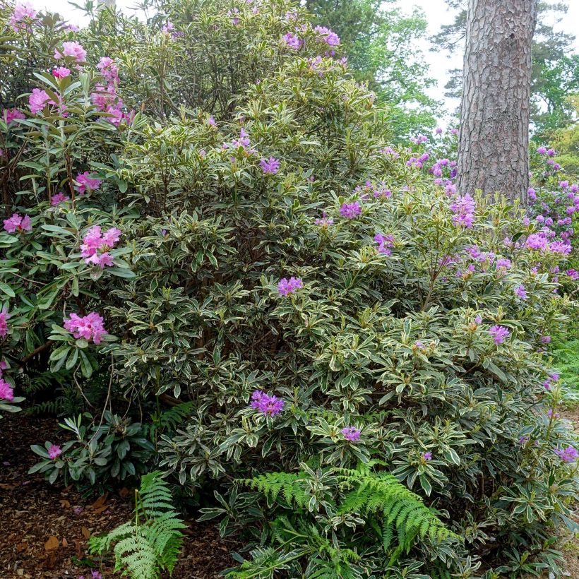 Rhododendron ponticum Variegatum (Porte)