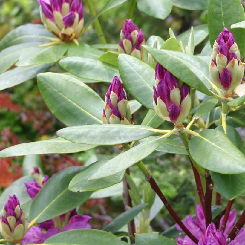 Rhododendron ponticum (Follaje)