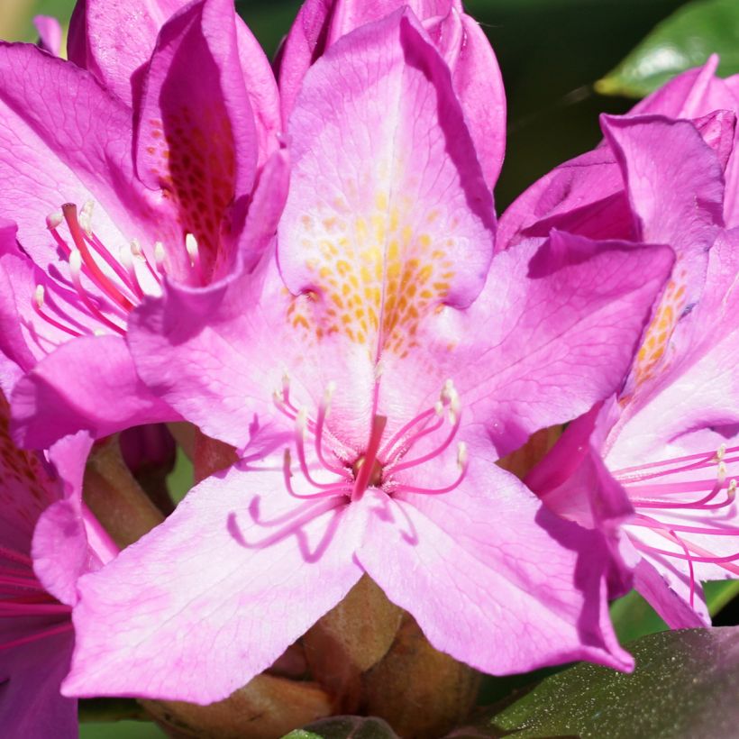 Rhododendron ponticum Roseum (Floración)