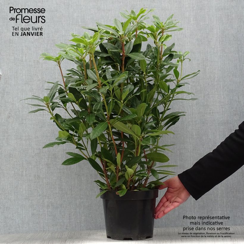 Rhododendron ponticum Roseum en pot de 4L/5L Ejemplar entregado en invierno