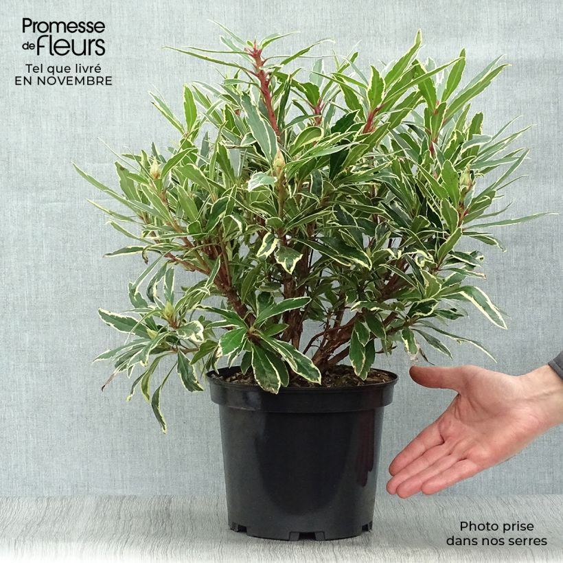 Ejemplar de Rhododendron ponticum Variegatum - Grand Rhododendron Pot de 4L/5L entregado en otoño