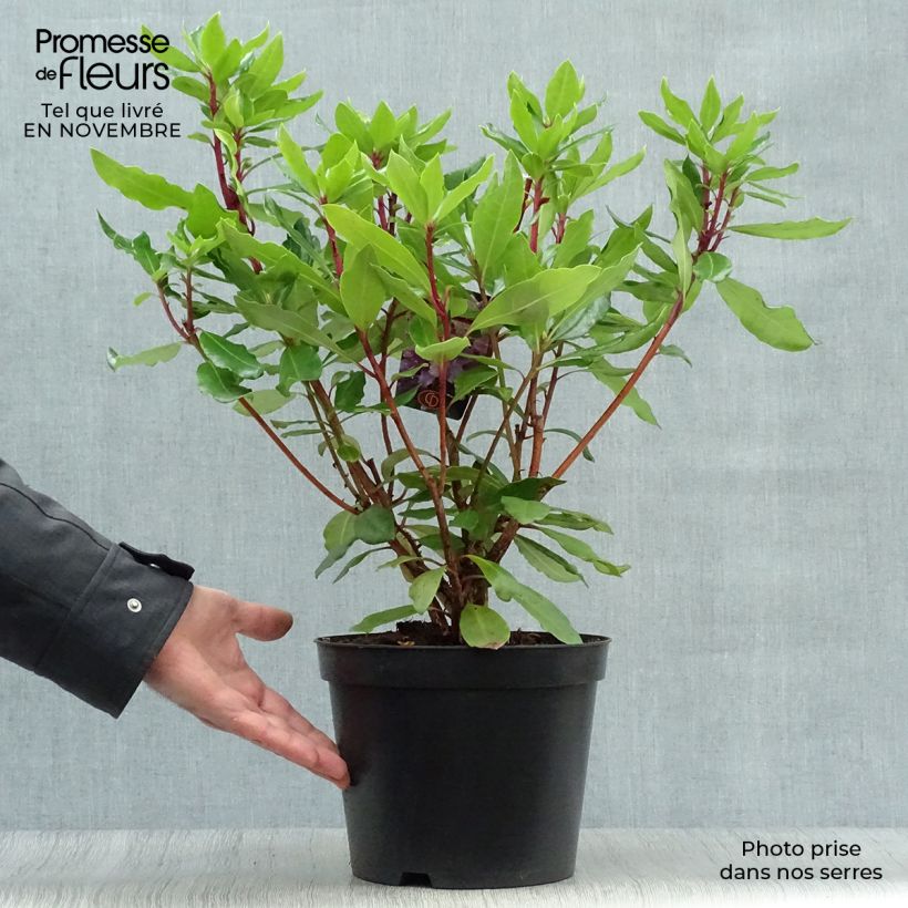 Ejemplar de Rhododendron ponticum en pot de 3L/4L- Rhododendron pontique entregado en otoño