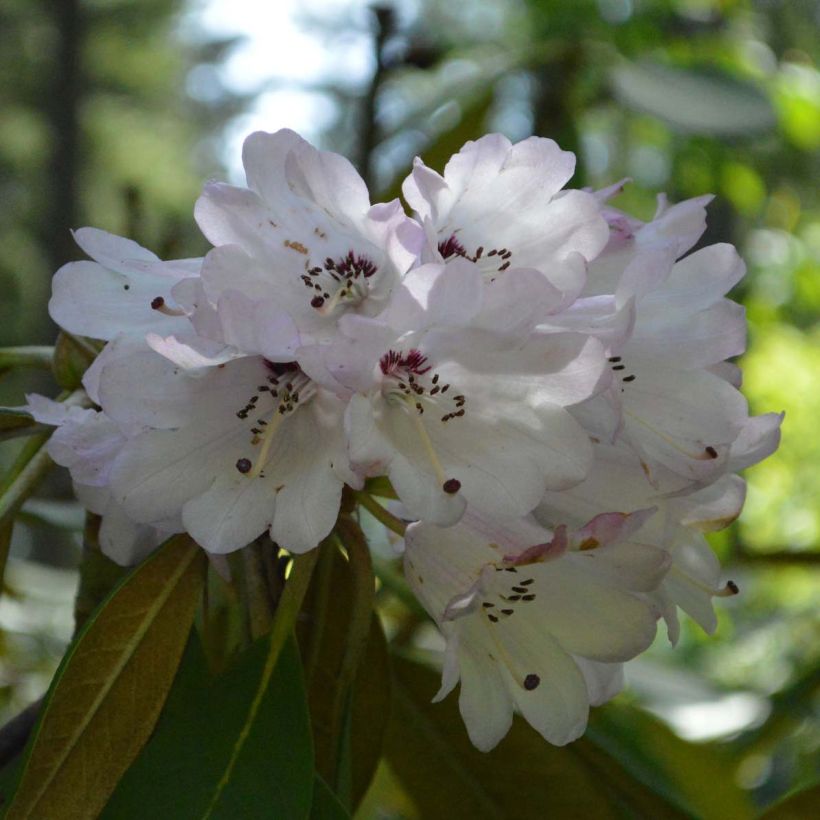 Rhododendron rex (Floración)