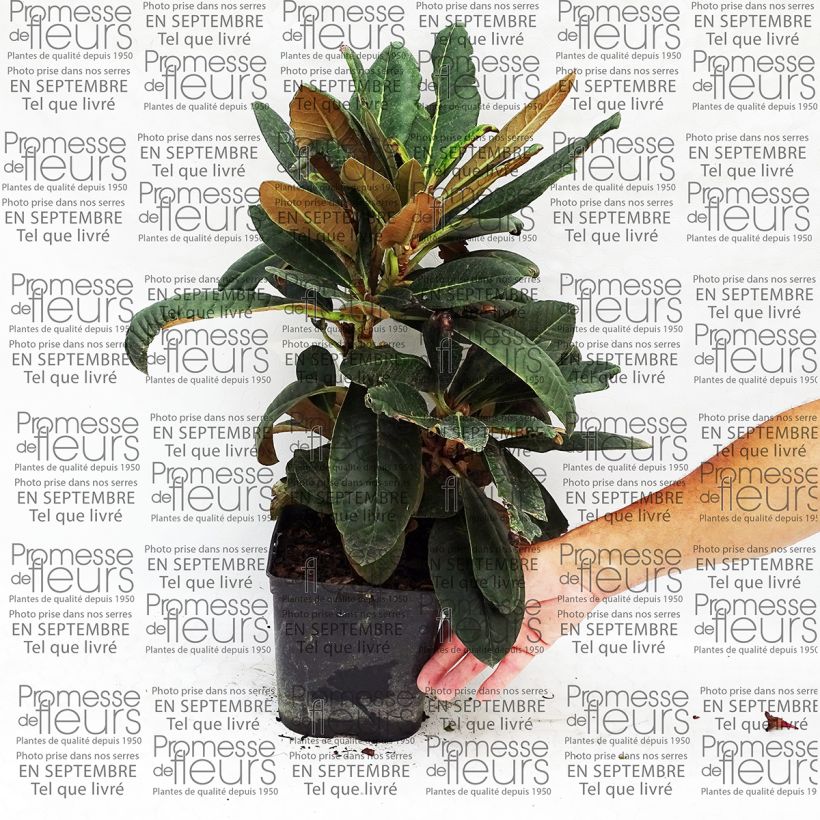 Ejemplo de ejemplar de Rhododendron rex - Grand rhododendron Pot de 3L/4L tal y como se entrega