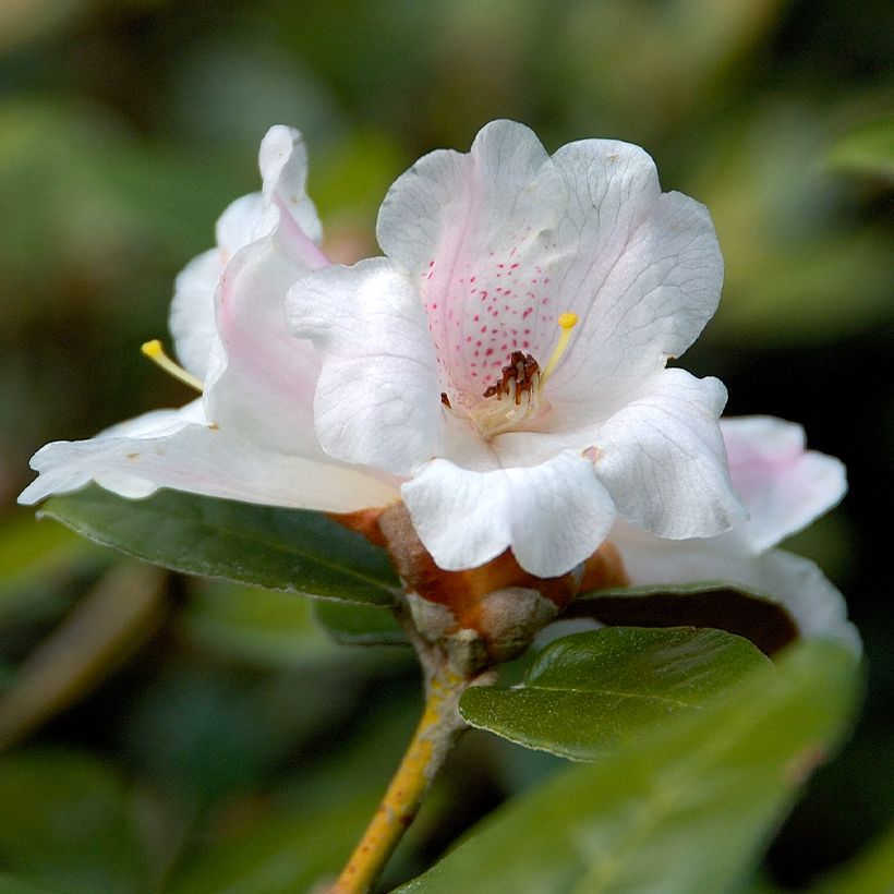 Rhododendron tsariense (Floración)