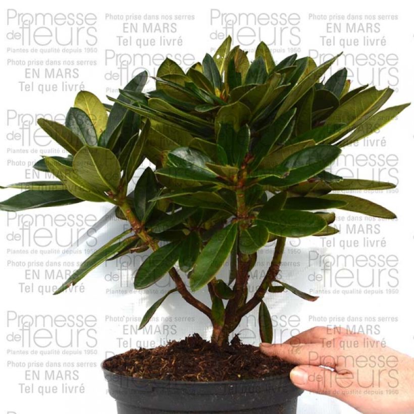 Ejemplo de ejemplar de Rhododendron Unique Marmalade - Grand Rhododendron Pot de 4L/5L tal y como se entrega