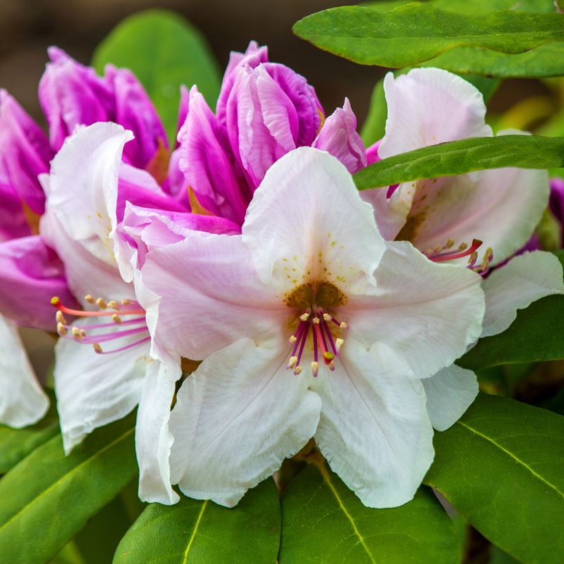 Rhododendron williamsianum Gartendirektor Rieger (Cosecha)