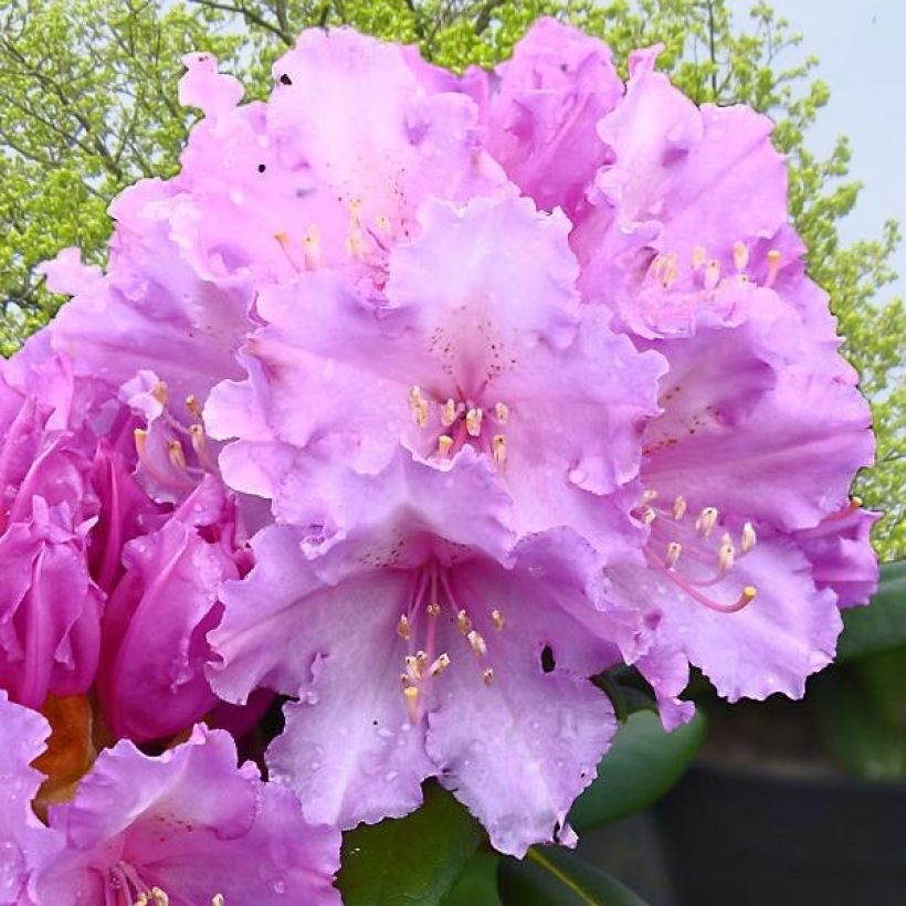 Rhododendron yakushimanum Caroline Allbrook (Floración)