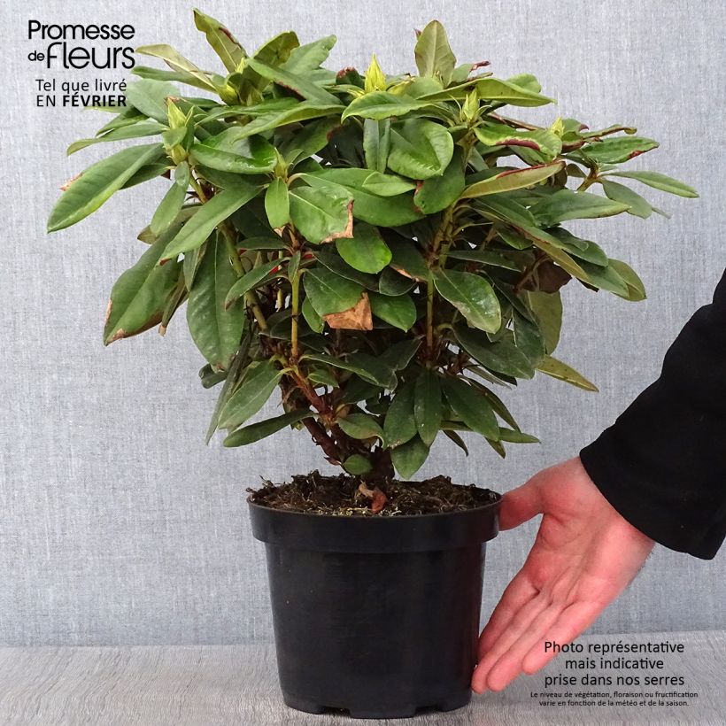 Rhododendron yakushimanum Dopey Pot de 2L/3L Ejemplar entregado en invierno