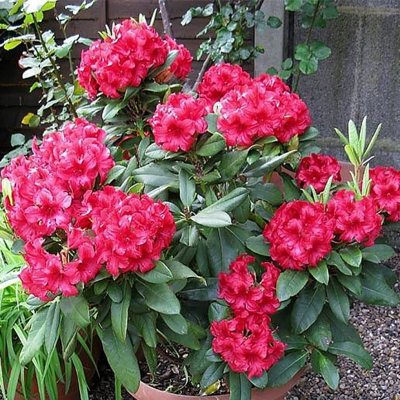 Rhododendron yakushimanum Dopey (Porte)