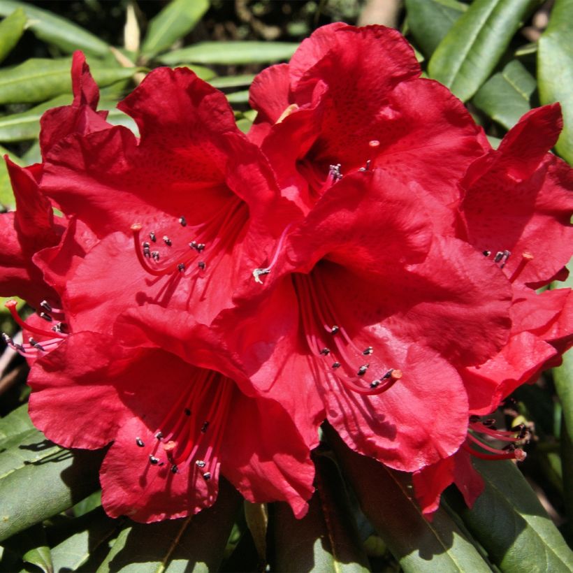 Rhododendron yakushimanum Dopey (Floración)