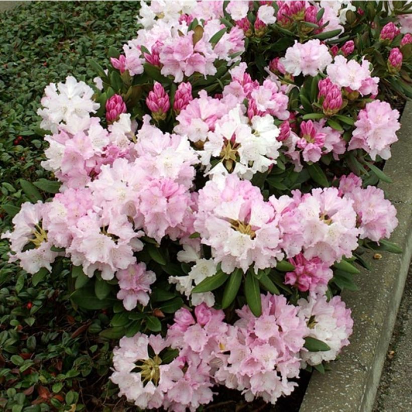 Rhododendron yakushimanum Silberwolke (Floración)