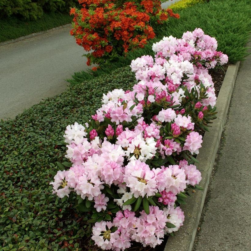 Rhododendron yakushimanum Silberwolke (Porte)