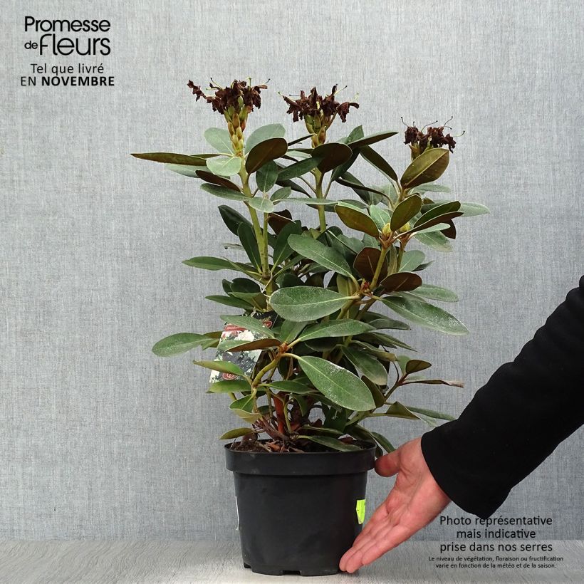 Ejemplar de Rhododendron yakushimanum Silberwolke - Rhododendron nain Pot de 3L/4L entregado en otoño