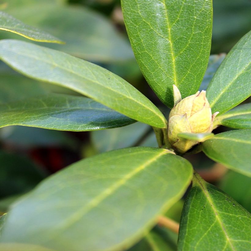 Rhododendron yakushimanum Sneezy (Follaje)