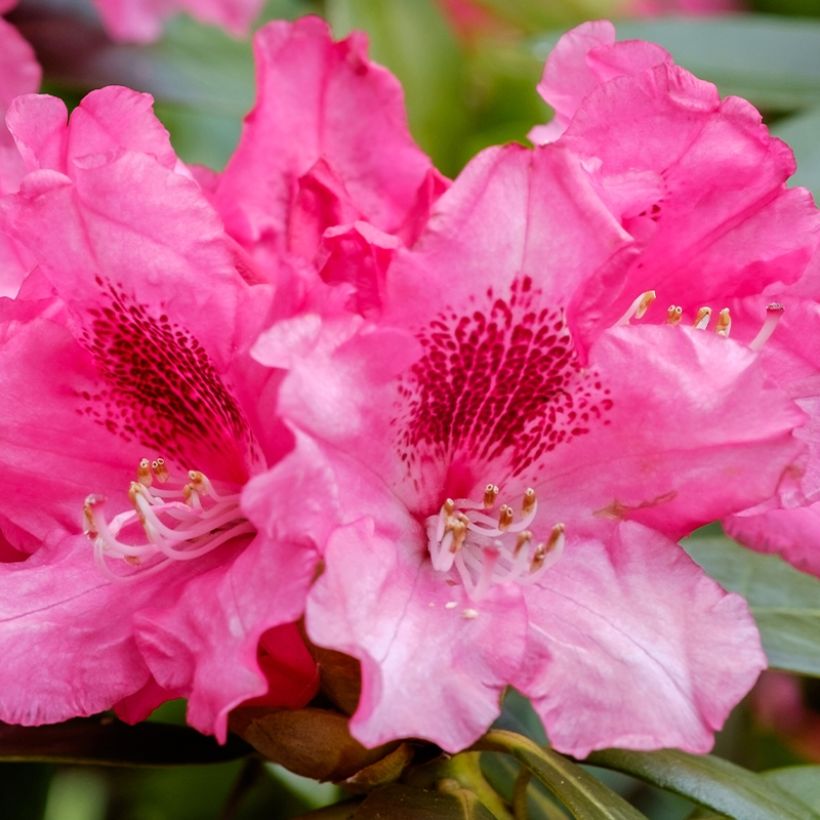 Rhododendron yakushimanum Sneezy (Floración)