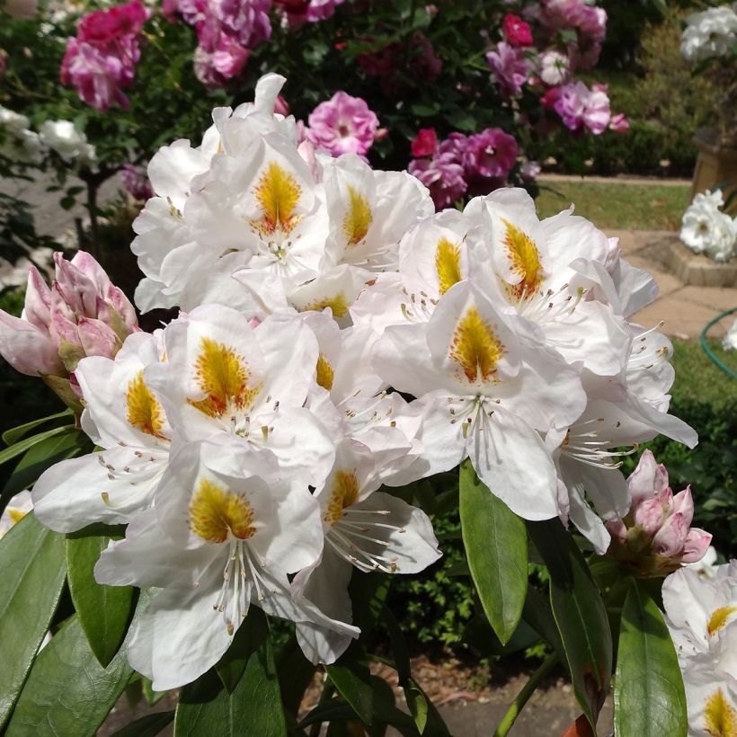 Rhododendron Gomer Waterer (Floración)