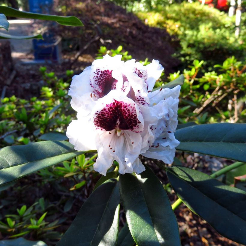 Rhododendron Sappho (Floración)