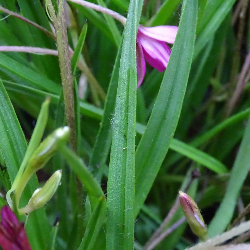 Rhodohypoxis Fairytale (Follaje)