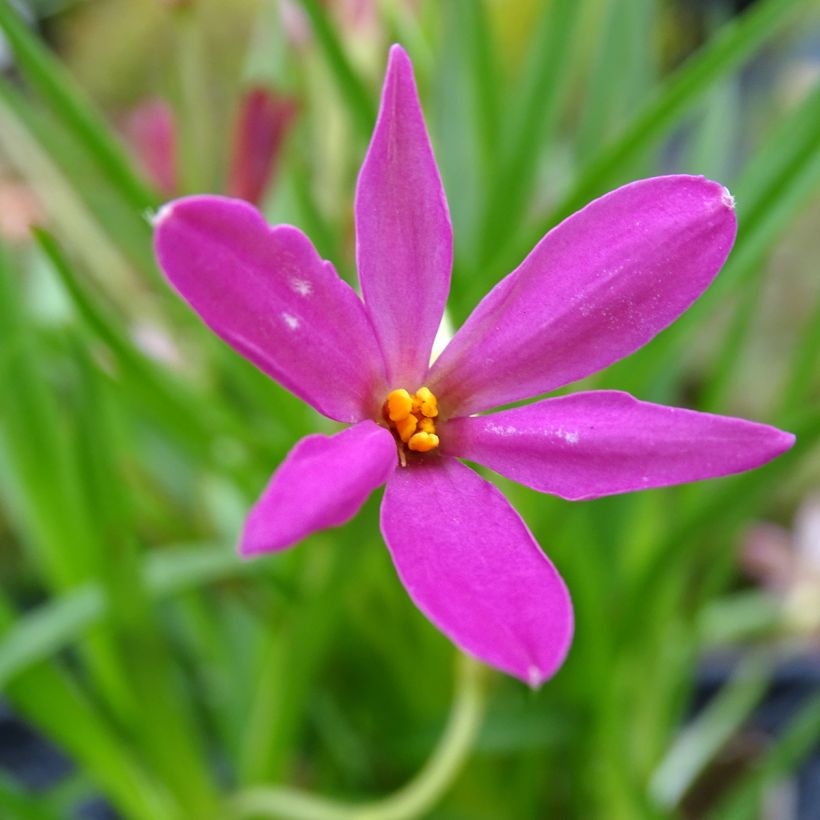 Rhodohypoxis Fairytale (Floración)