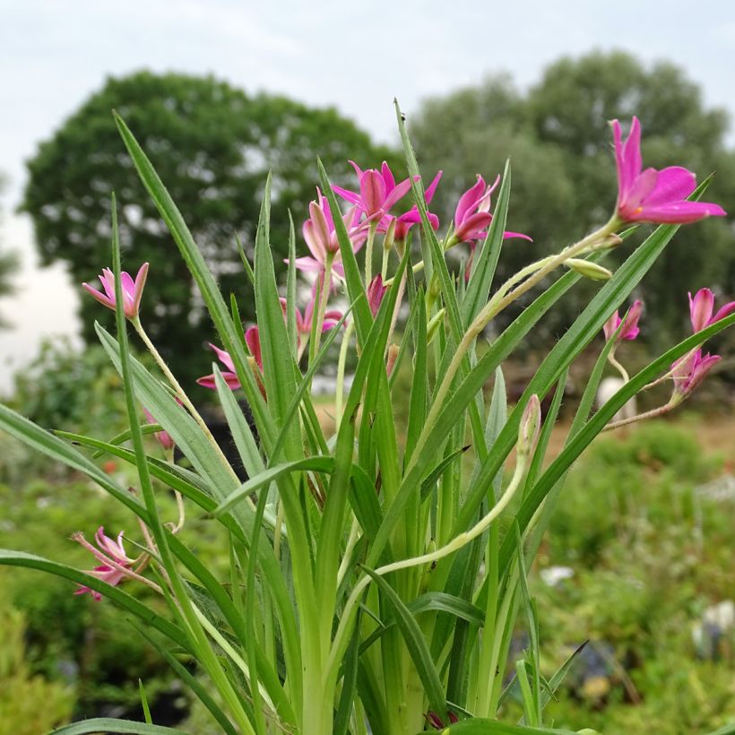 Rhodohypoxis Fairytale (Porte)