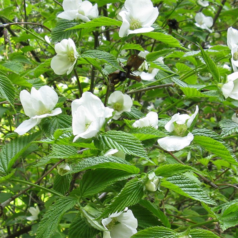 Rhodotypos scandens (Floración)