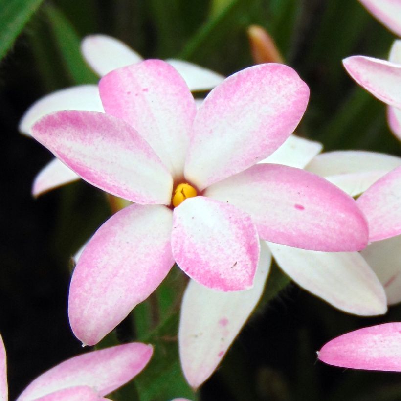 Rhodohypoxis Fairy Kisses (Floración)