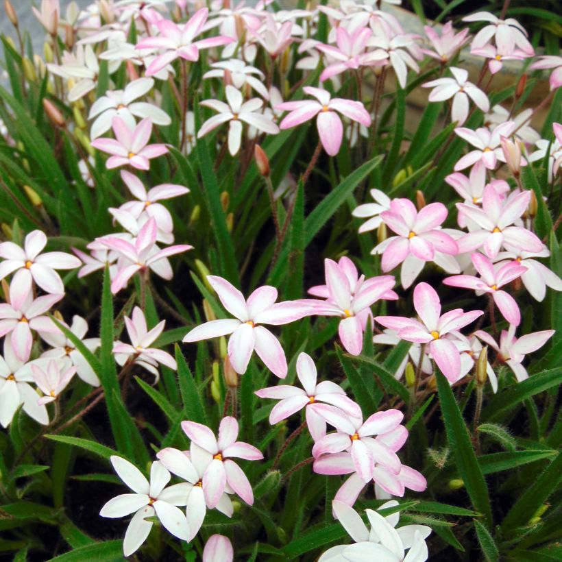 Rhodohypoxis Fairy Kisses (Porte)