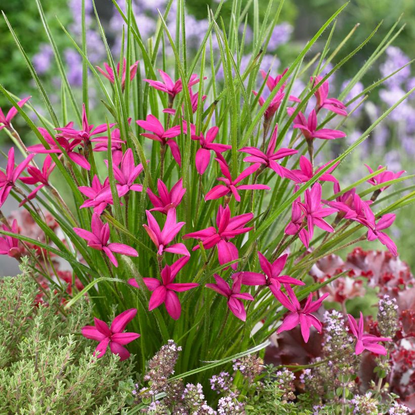 Rhodohypoxis Beverly (Floración)