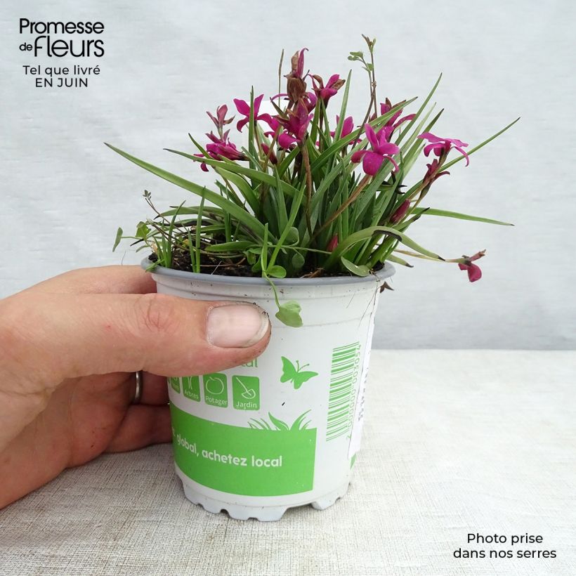 Ejemplar de Rhodohypoxis Beverly entregado en verano