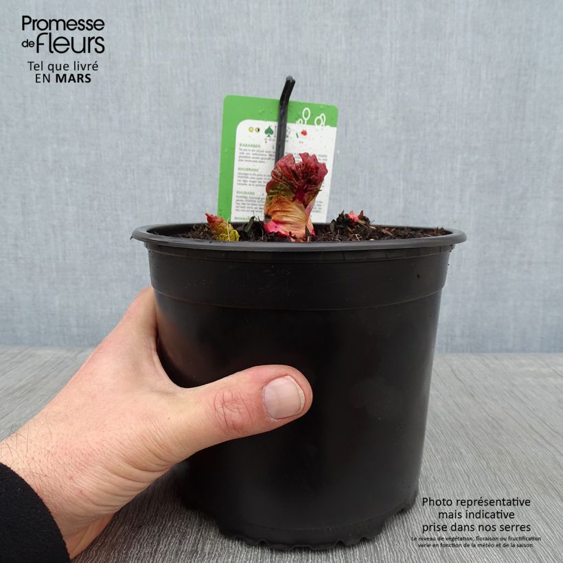 Rhubarbe Mikoot Pot de 2L/3L Ejemplar entregado en invierno