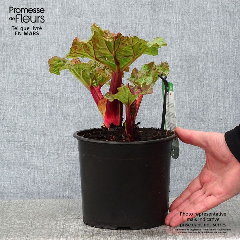 Rhubarbe Valentine Pot de 2L/3L Ejemplar entregado en invierno