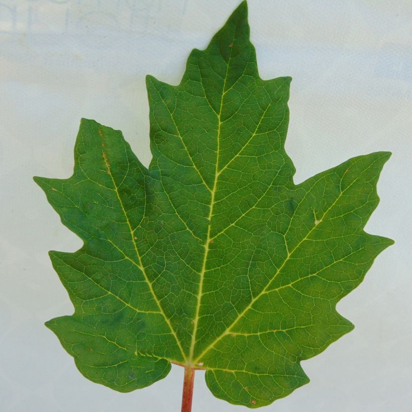 Rheum palmatum var. tanguticum - Ruibarbo de levante (Follaje)